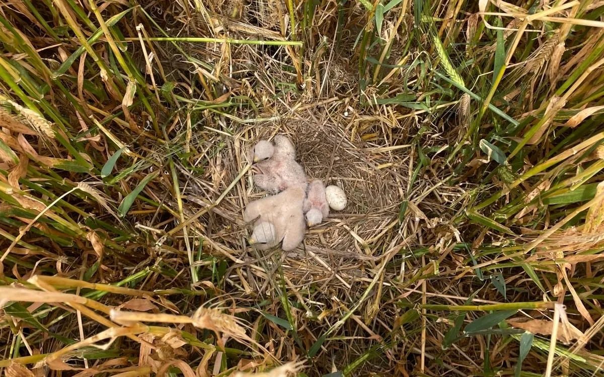 default-2082 Three fuzzy white baby birds in a ground nest