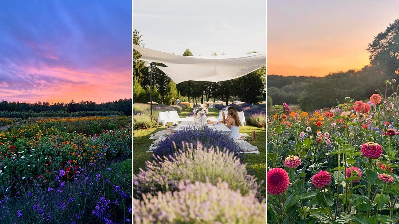 default-359 3 images depicting fields of flowers available for picking.