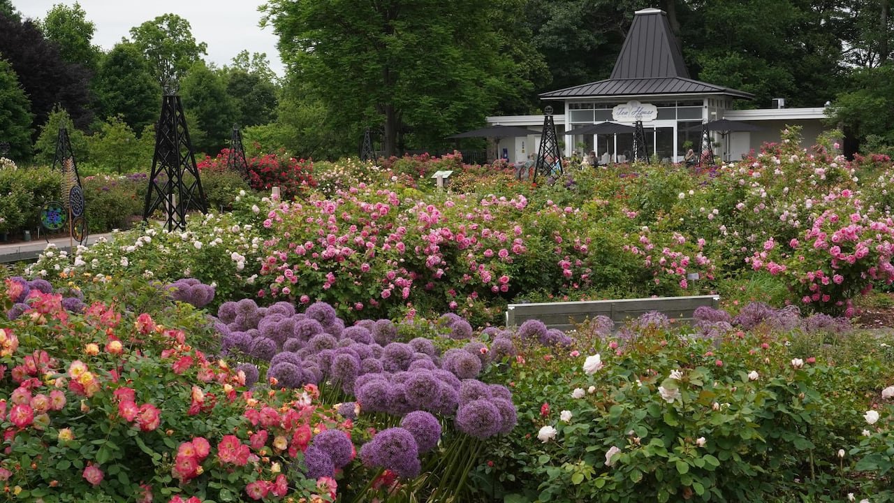 Colourful roses in a pubic garden.