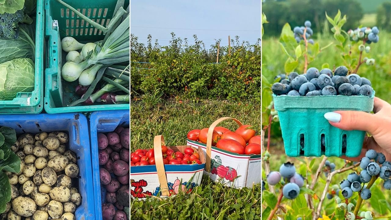 default-529 Left: top down shot of crates of fresh-picked root vegetables; middle: 2 boxes of tomatoes in a garden; right: a hand holding a pint of blueberries in front of blueberry bushes.