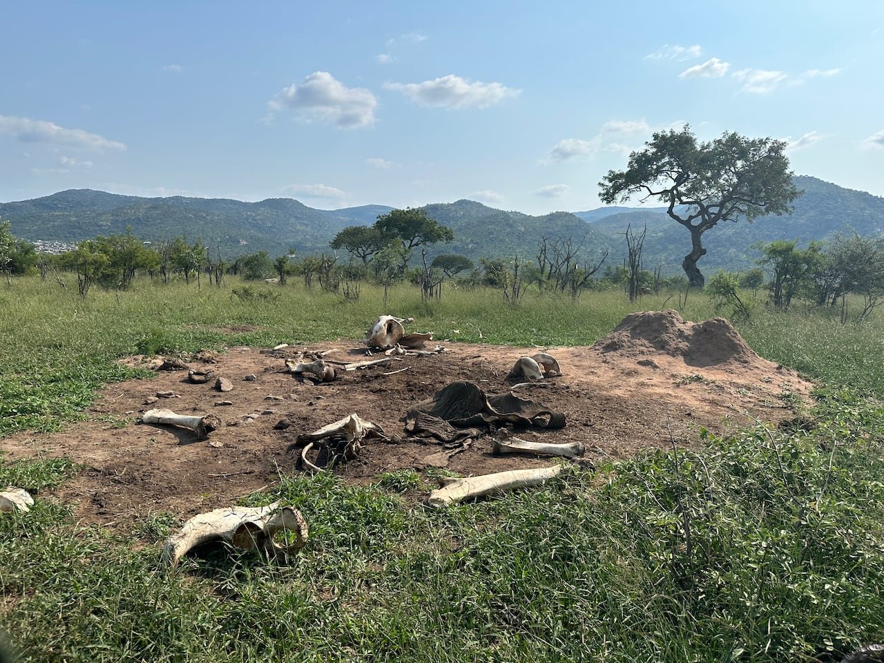 A barren area surrounded by elephant bones